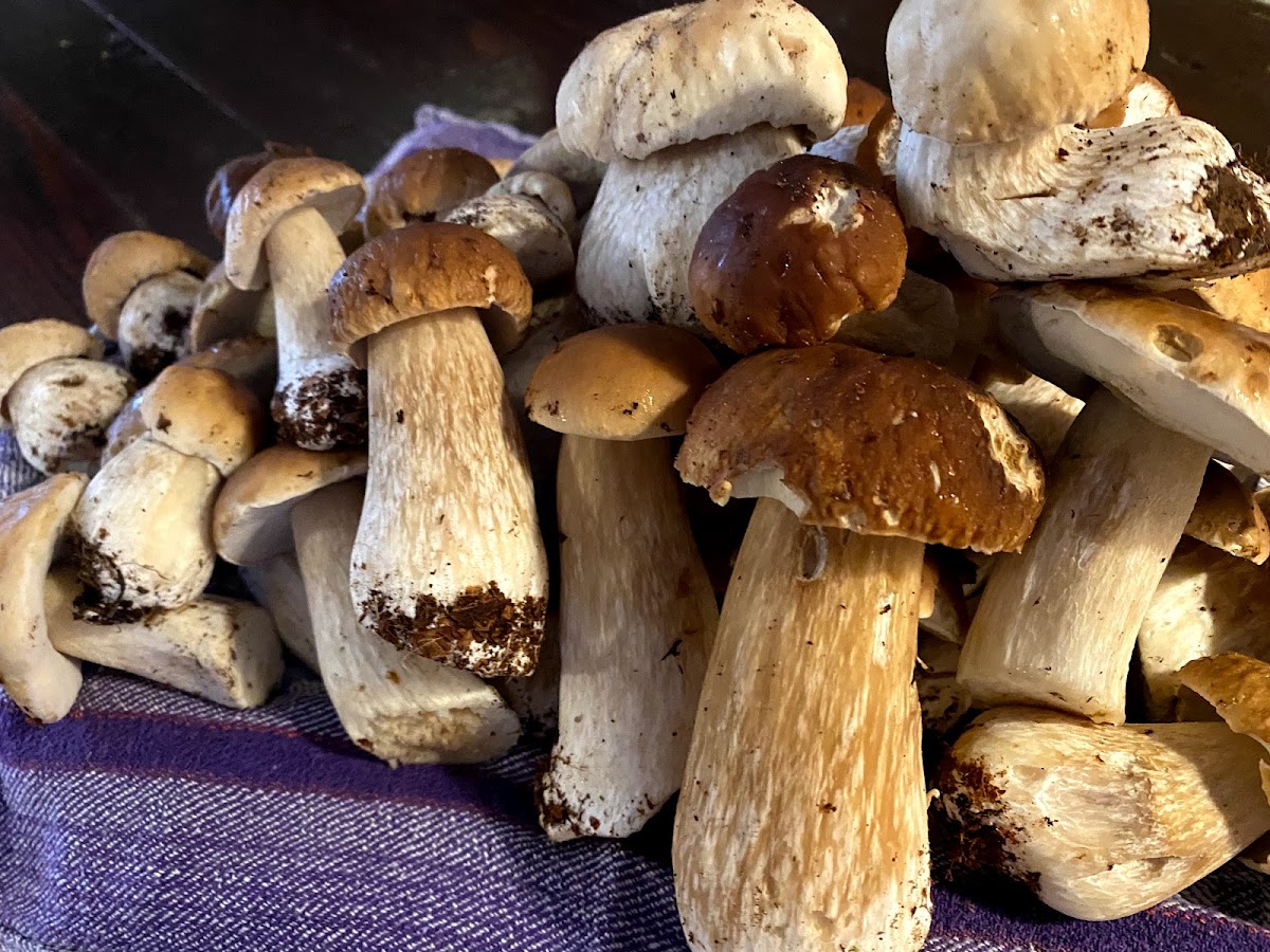 Relitto Trattoria Italiana Photos 2